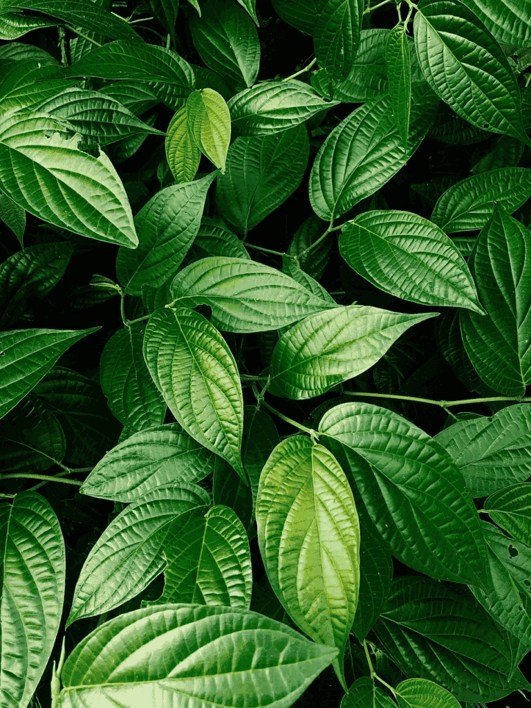 Gymnema Sylvestre