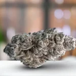 Glitter Bomb THCa Explained: Flavor, Effects, and Experience