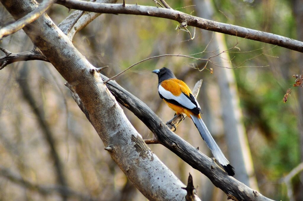 golden triangle with ranthambore tour package