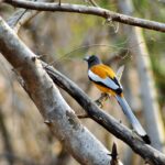 golden triangle with ranthambore tour package