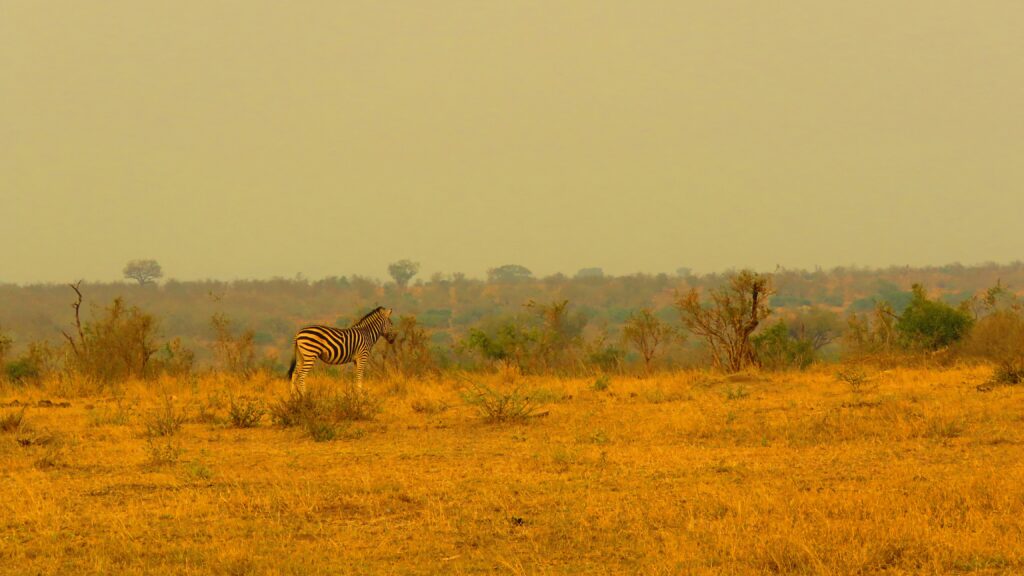 Into the Wild: Discover the Majesty of Girnar Nature Safari Park