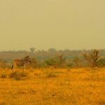 Into the Wild: Discover the Majesty of Girnar Nature Safari Park