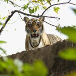 golden triangle tour with ranthambore