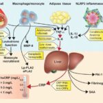 C-reactive Protein (CRP) Testing Market