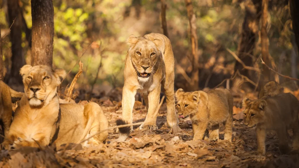 Explore the Wild Side of the Himalayas: Popular Wildlife Sanctuaries in Sikkim