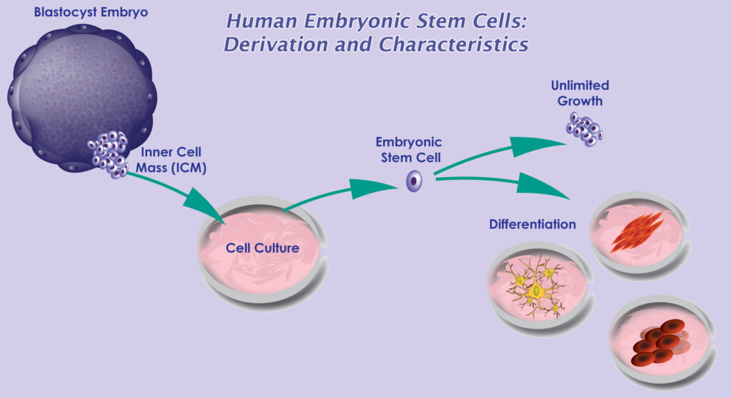Human Embryonic Stem Cell Market 