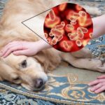 Pawbiotix
