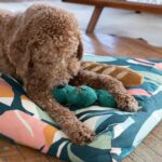 Washable Dog Beds on Sale