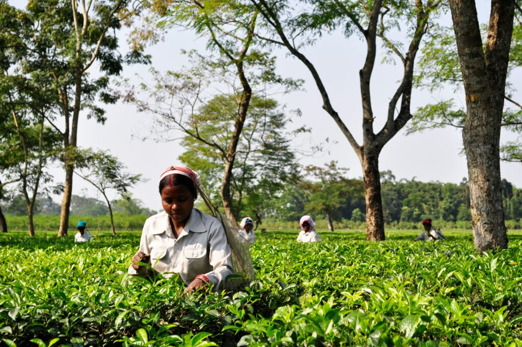 Gateway to the Northeast: Explore Assam Tour Packages