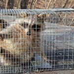 wildlife removal