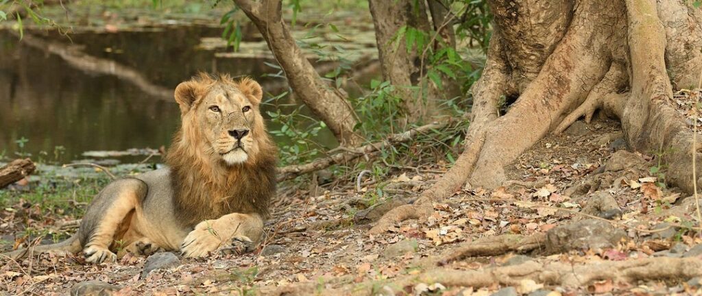 Popular National Parks in Sikkim: Where Nature Reigns Supreme