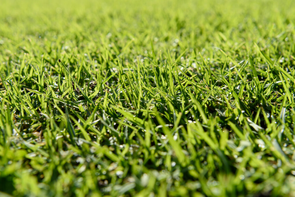 Grass