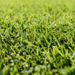 Grass