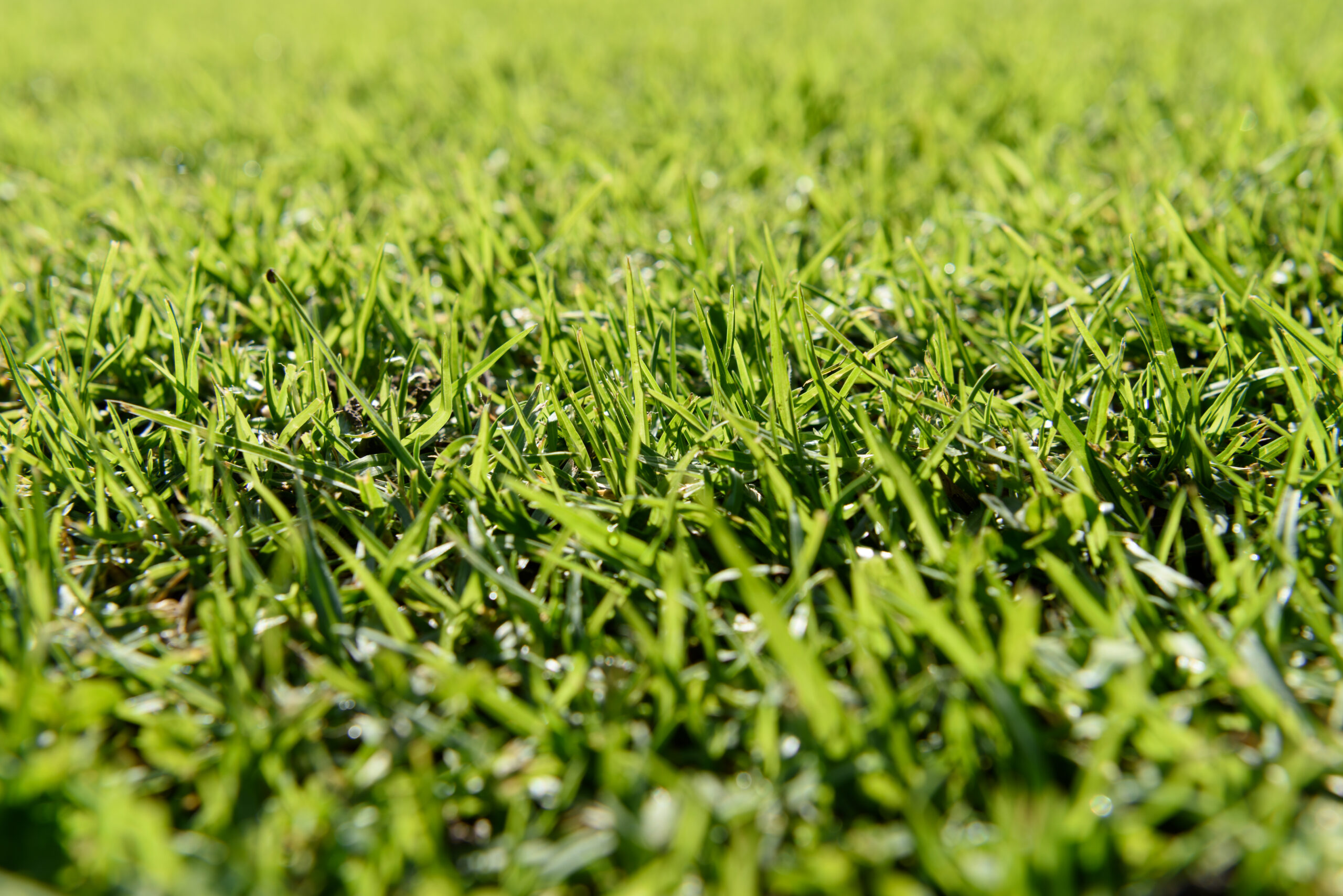 Grass