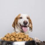 Dog Food
