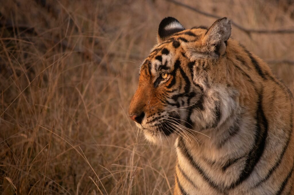 Golden Triangle Tour with Ranthambore: Culture, Royals, and the Call of the Wild