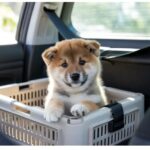 Pet Transport International: Your Complete Guide to Moving Pets Abroad
