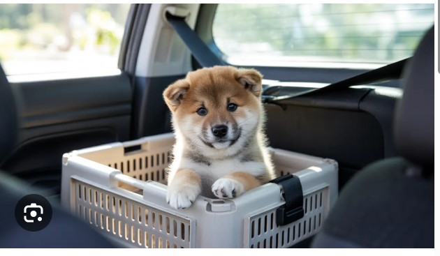 Pet Transport International: Your Complete Guide to Moving Pets Abroad